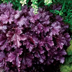 Picture - TERRA NOVA Nurseries, Inc
